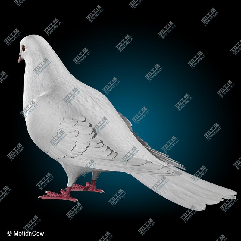 images/goods_img/202104022/Dove  Folded Wings/3.jpg